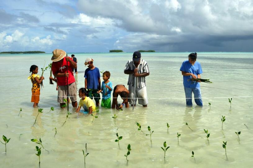 Planting mangrove seedlings as a classroom project in Funafala, Tuvalu. © David 